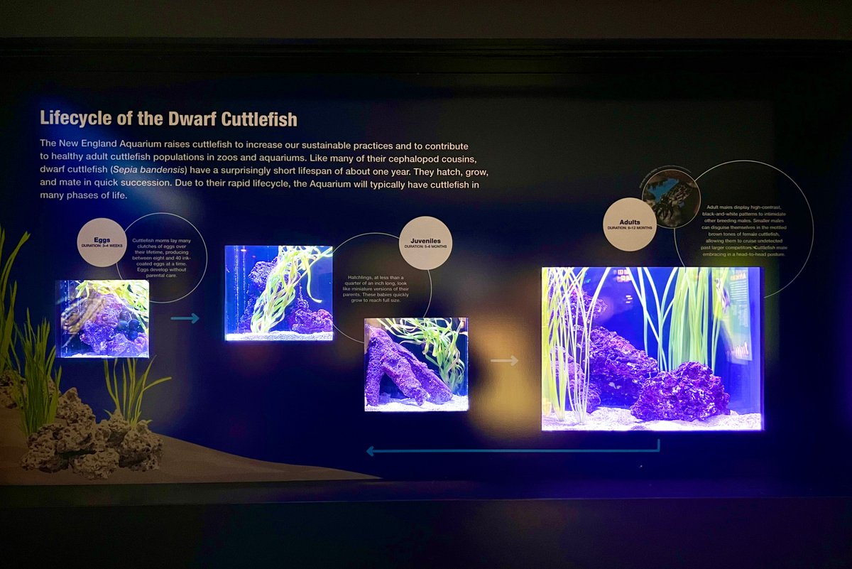 NEAQ's tweet photo. Our #cuttlefish are back on exhibit! π
#DwarfCuttlefish have a lifespan of about one year. Since we raise cuttlefish to help increase our sustainability practices, we often have cuttlefish in many stages of life! Our new exhibit showcases them as eggs, juveniles, and adults. https://t.co/c7fpnb8tcw