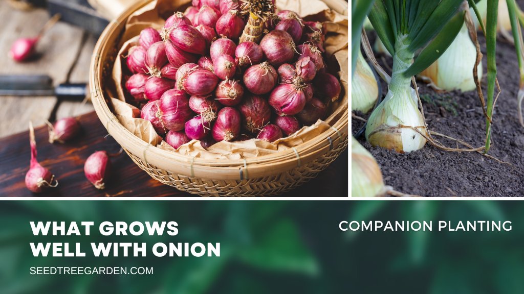 There are many different companion plants that can be used with onions, that can help improve the health and yield of your onion crop. Keep reading to learn more about the top 14 companion plants for onions and 3 to avoid!
seedtreegarden.com/vegetable-herb…