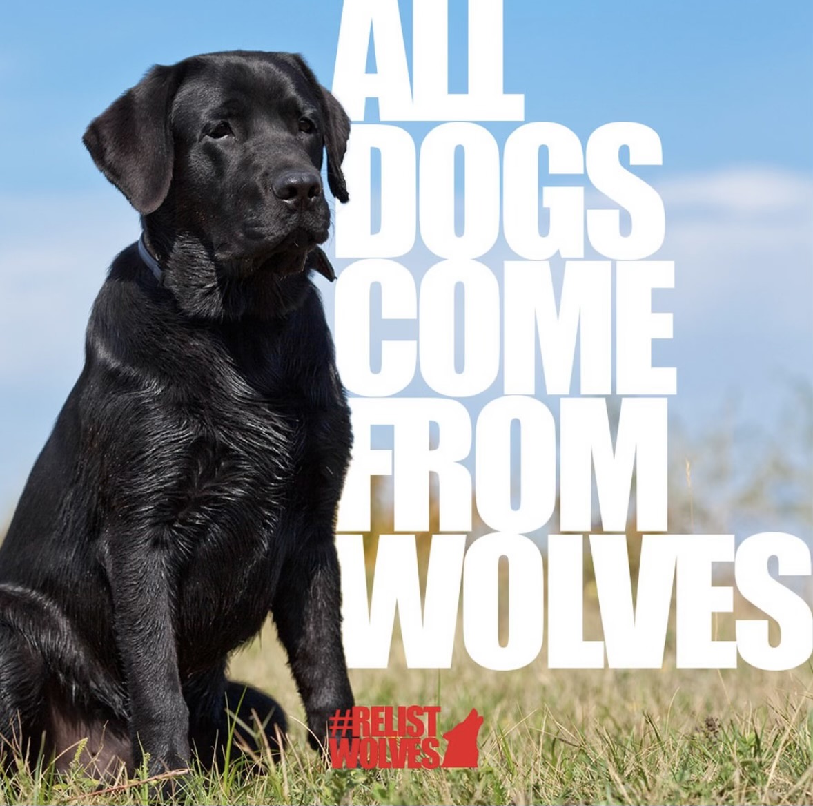 teamwolf_org's tweet photo. Did you know that dogs & wolves share 99.9% of their DNA? That's because #AllDogsComeFromWolves!
Take action to #RelistWolves today at https://t.co/FYpj4KKM6o. https://t.co/wgrQBZfJg5