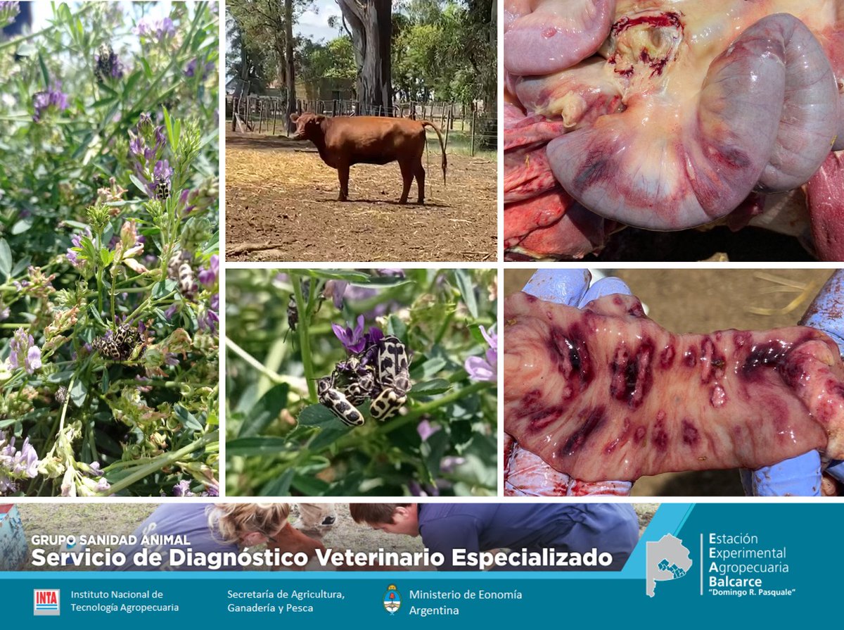 ArielPereyra74's tweet photo. Vaca con síntomas de ingesta de alfalfa plagadas de Astilo moteado, siete de oro, otra consecuencia de la #seca extrema! https://t.co/afleTrMjD2