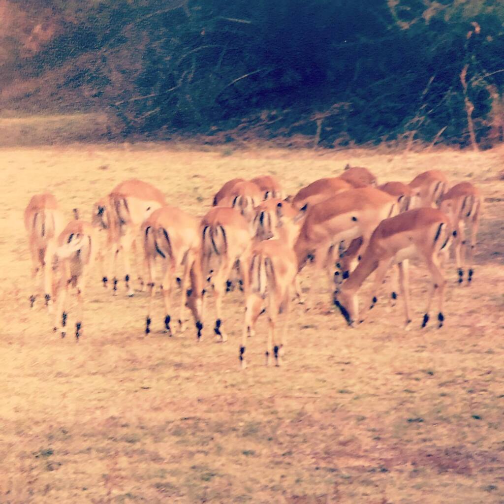 The herd that grazes together stay-zes together 😜 #zambianwildlife #photosafari #therealafrica instagr.am/p/CnrqB6urcrK/