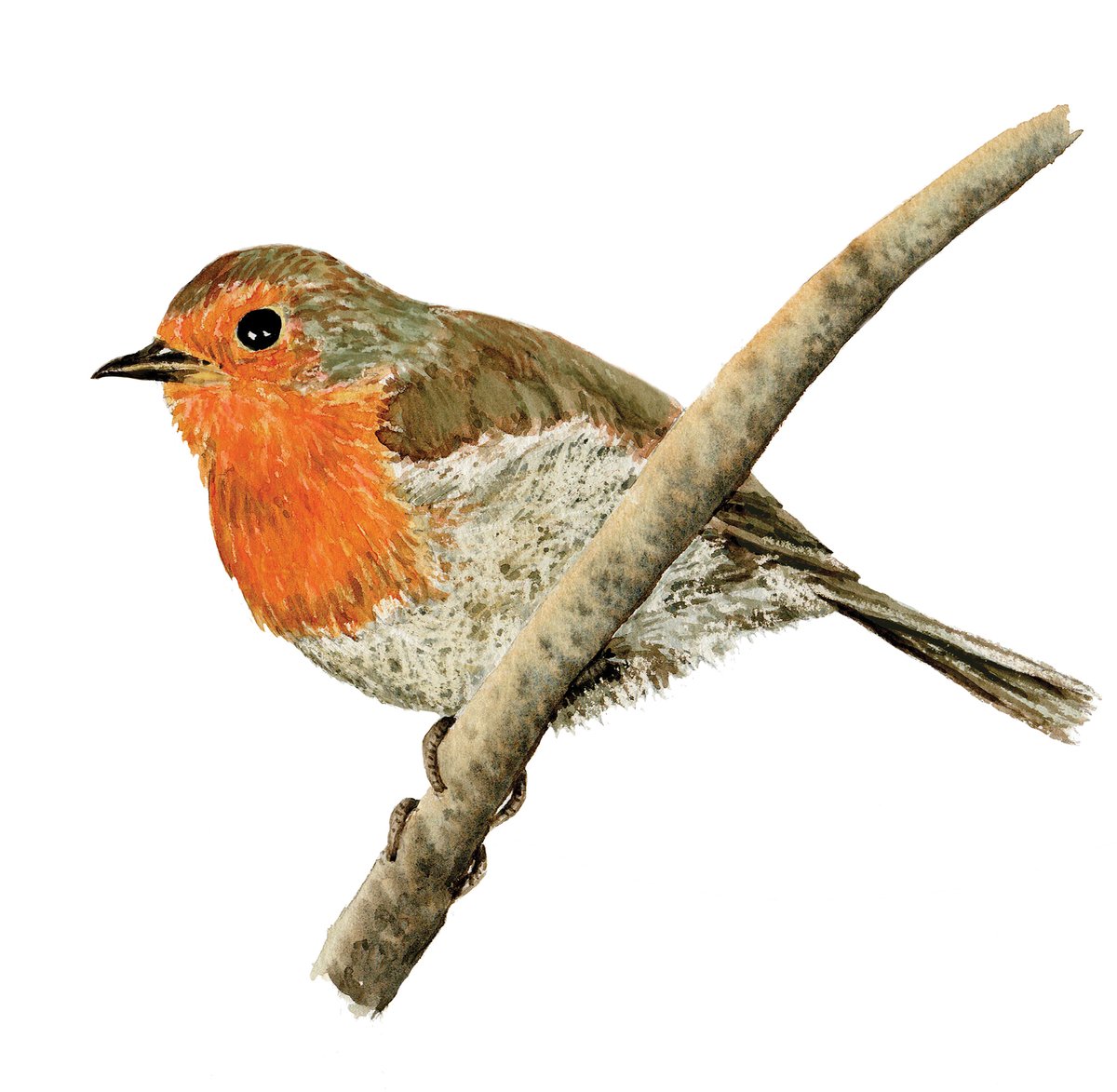 Cornishworm's tweet photo. First new print of the year, a Robin is not just for Christmas. Robin on a branch, an art print from a watercolour painting of our favourite garden visitor with an optional mount. https://t.co/2W5eIIr5kK via 
@Etsy
 #watercolour #birds #ukmakers https://t.co/r3VgNULQ1H