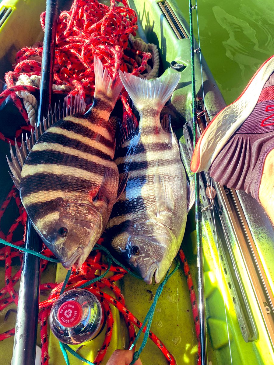 fishing_va's tweet photo. Yaking the HRBT🤙 #sheepshead #fishing #Virginia @fishing_va https://t.co/NrXR6Nf21S