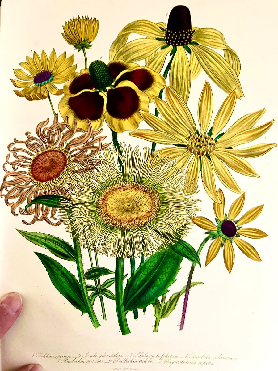 CatoCrane's tweet photo. #Louden’s Flower Garden in 2 Vols Original 1849 Edition - excellent Condition - #Auction Soon at Cato Crane   @heswallmagazine @BookDuke @The_RHS @BookshopMike @ILABRareBooks @nybooks @AbeBooks @MikeRoyden @rarebooksed @DMUSpecialColls @thedustyteapot @RLGCHoylake @WestKirbyToday https://t.co/poAXfR7Pvx