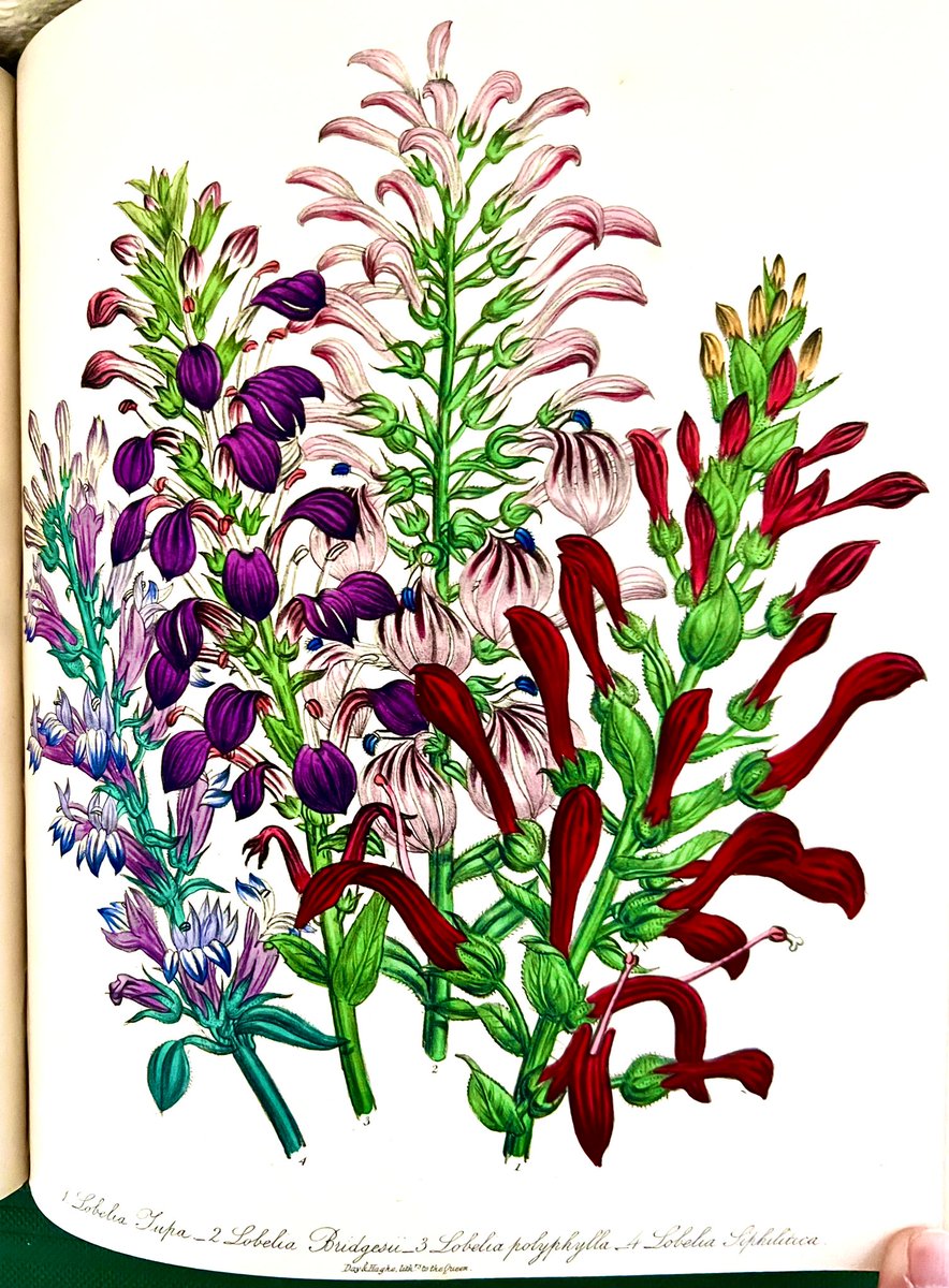 CatoCrane's tweet photo. #Louden’s Flower Garden in 2 Vols Original 1849 Edition - excellent Condition - #Auction Soon at Cato Crane   @heswallmagazine @BookDuke @The_RHS @BookshopMike @ILABRareBooks @nybooks @AbeBooks @MikeRoyden @rarebooksed @DMUSpecialColls @thedustyteapot @RLGCHoylake @WestKirbyToday https://t.co/poAXfR7Pvx