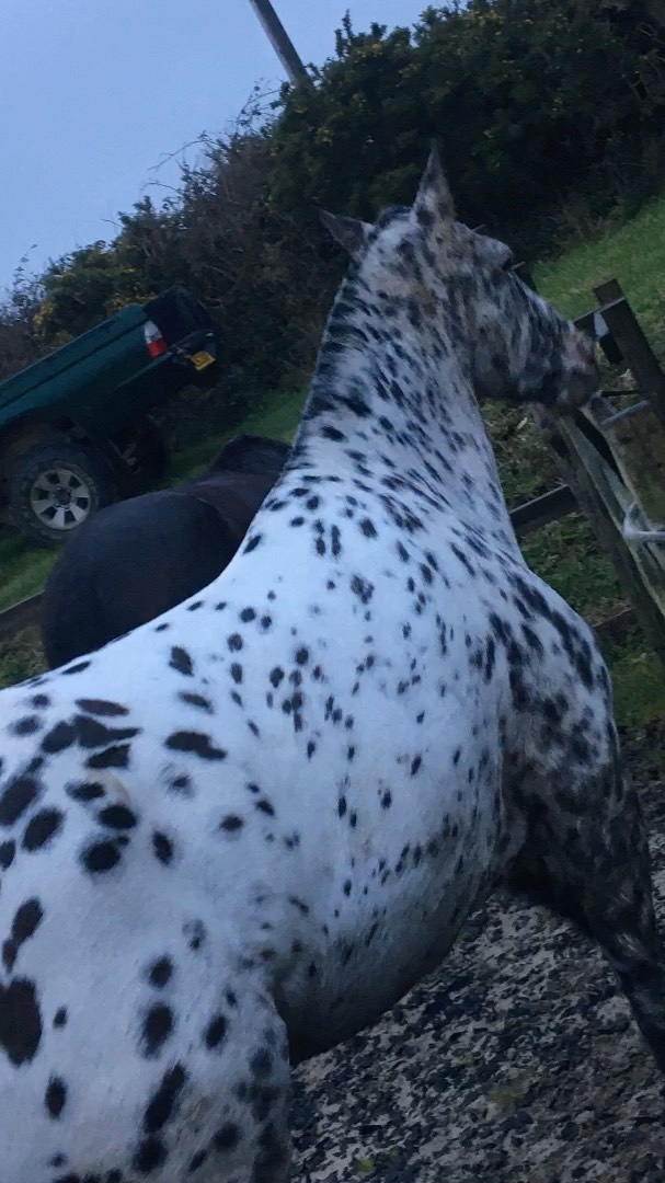 Daisy Hassell tweet media