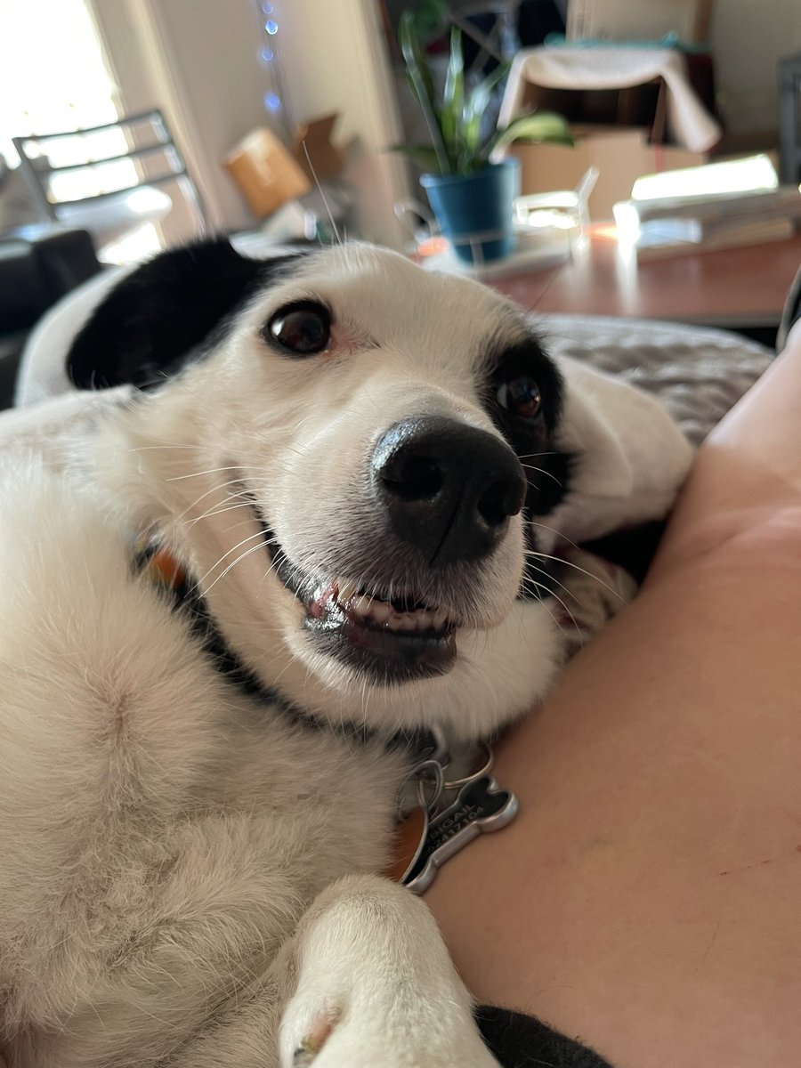 aterry4114's tweet photo. @GoldretrieverUS raisin loves weekend cuddles! #WeekendSmiles #GRC https://t.co/NRFadAYEFu