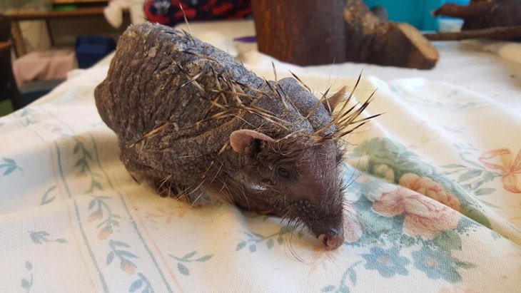 Virtual Quiz Events for Fundraisers tweet media