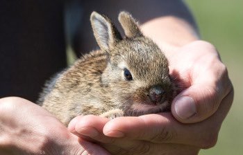 Virtual Quiz Events for Fundraisers tweet media