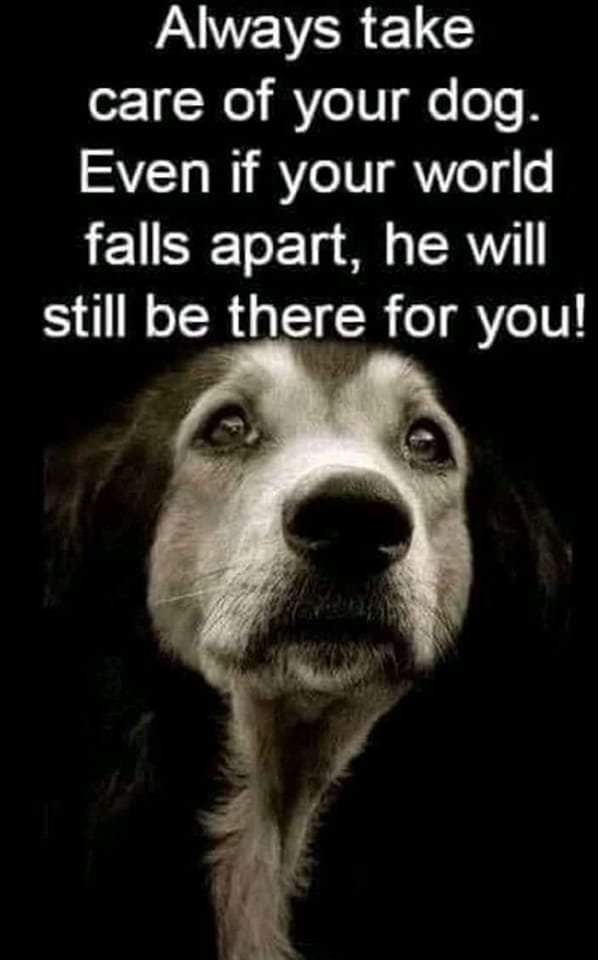 Happy Dog tweet media