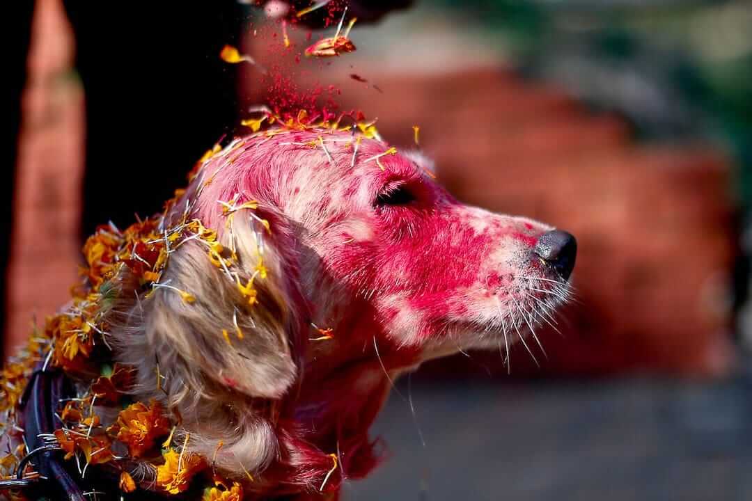 teffpalacioss's tweet photo. "Kuku Tihar" el tributo a los perritos que se celebra en Nepal 🖤. Cosas que deberíamos hacer en todo el mundo 🐾 https://t.co/NvZHMaGarl