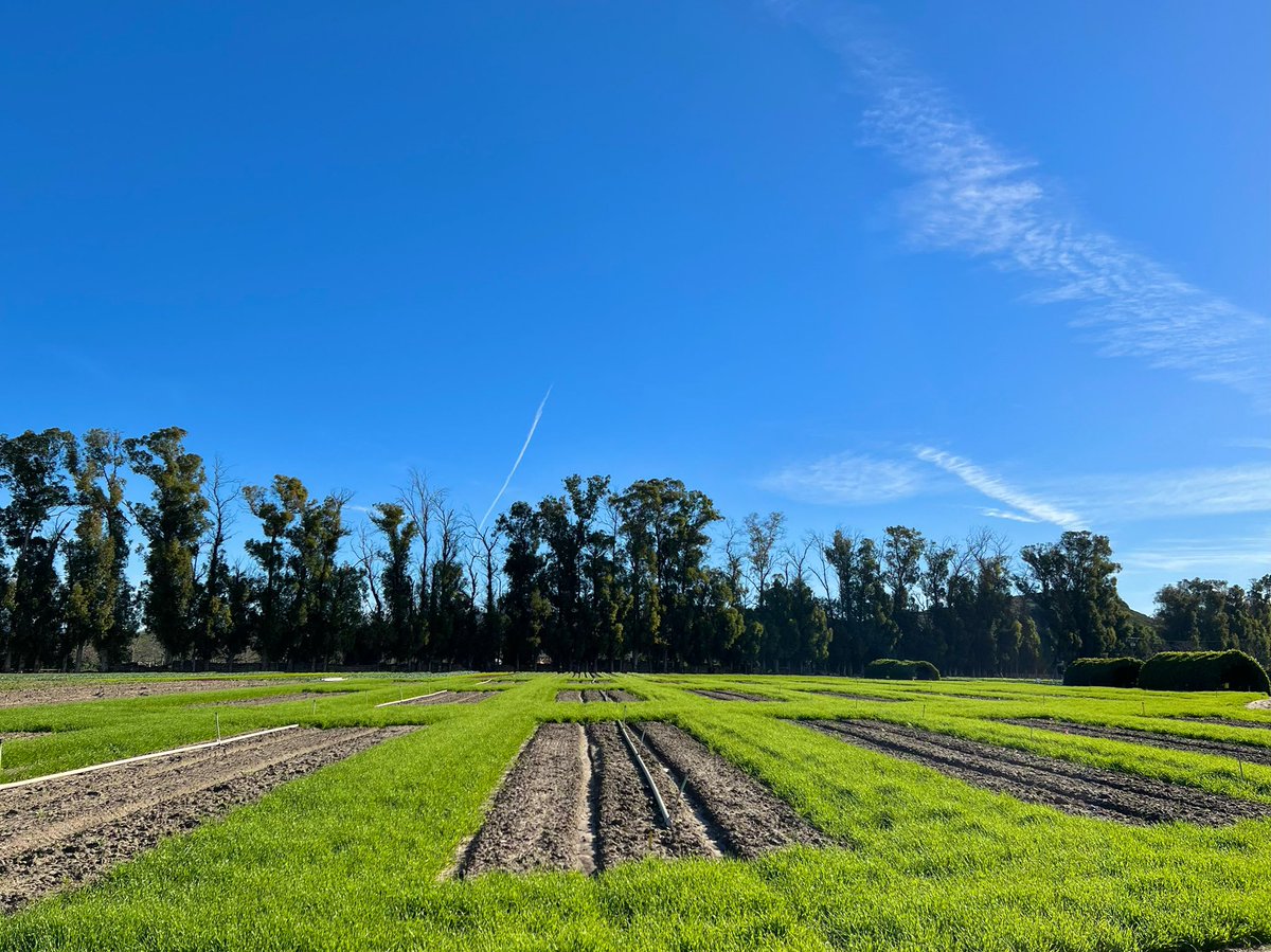 Future site of Pick Your Own Tulips! Thousands of bulbs were planted back in November and are projected to bloom and be available for picking in February! 💕🌷💕