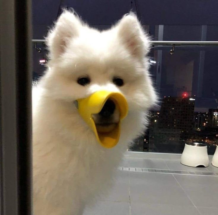 แม่บอกว่าจะลงโทษหมาตัวที่กัดโซฟา ดีนะเราเป็นเป็ด