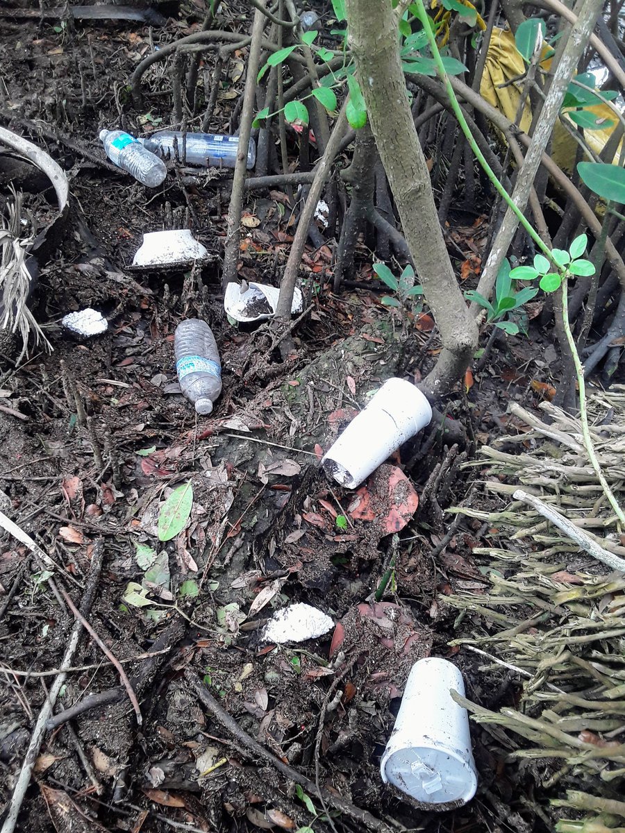 TJRPitt's tweet image. Continuing to dig into(#strangestfinds @CornishSpliced🧐) the never ending #Litter problem at #Clearwater's #StevensonCreek.
👌#Earthcleanup bags today(50🚮 in 2023🌎)
📸2- typical #plasticpollution wreckage in the #Mangroves😏
📸3- Wouldn't be a #Litterpick without a Beck's🍻🙂