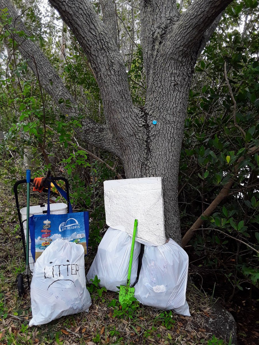 TJRPitt's tweet image. Continuing to dig into(#strangestfinds @CornishSpliced🧐) the never ending #Litter problem at #Clearwater's #StevensonCreek.
👌#Earthcleanup bags today(50🚮 in 2023🌎)
📸2- typical #plasticpollution wreckage in the #Mangroves😏
📸3- Wouldn't be a #Litterpick without a Beck's🍻🙂