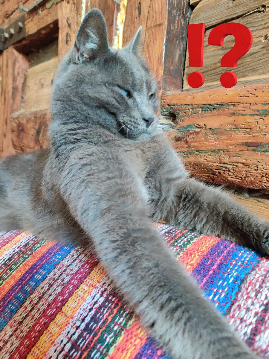 WTF face like daddy this morning when was open TG
#XinaTheBlindCat #SHIBARMYSTRONG