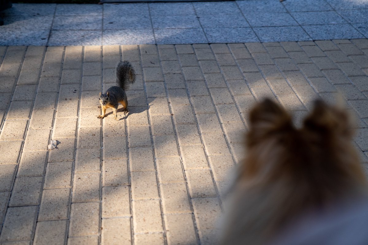 In honor of National Squirrel Day, I’m going to make sure I say Howdy to as many squirrels as I can today by chasing them all throughout campus. 🫡🐿
