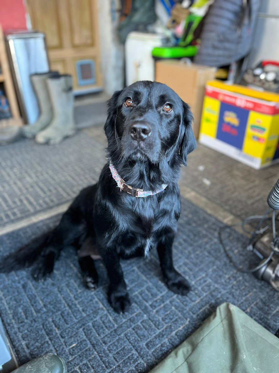 Pupster Harry Kane (retriever x staff mostly)  - one of 8 pups we rehomed recently. Second pic is their mum Wish when she landed in rescue in Ireland last year - very pregnant. Third + 4th pic.. Wish now: hugely loved in an amazing home in Scotland.
