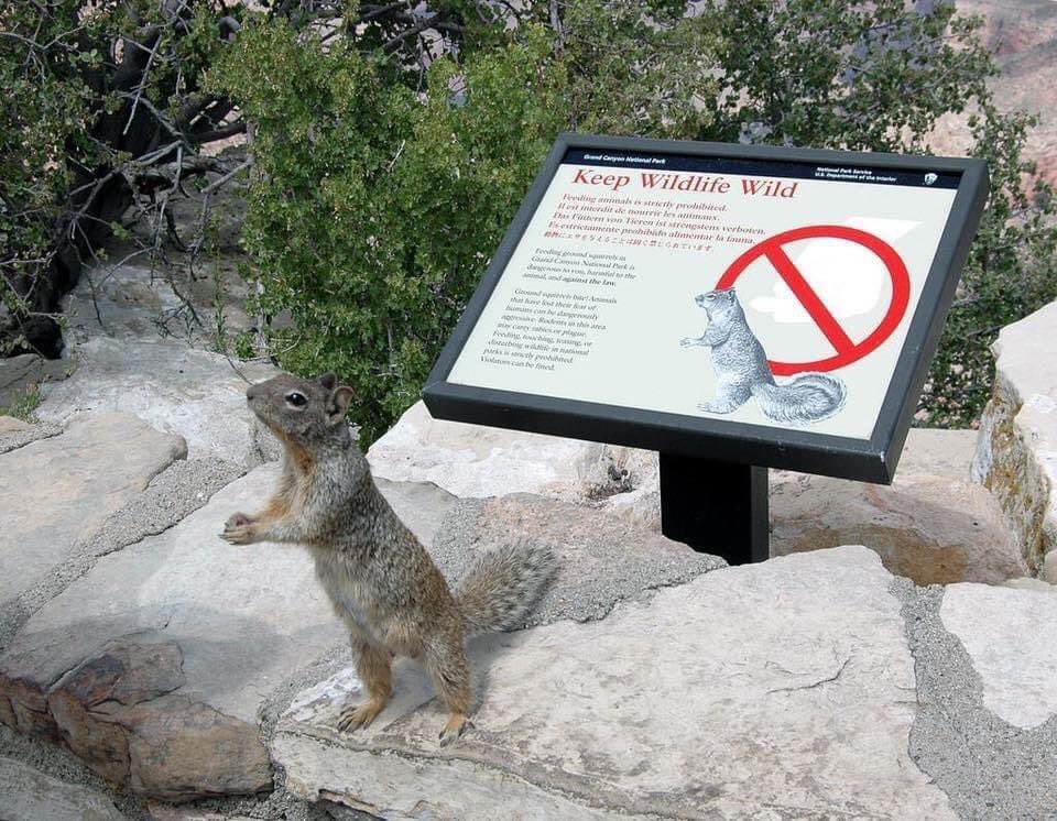 NatlParkService's tweet photo. One day you’ll find someone obsessed with you. It’s probably going to be a squirrel. 🐿

Nuts. https://t.co/t1aZ2aiuSm