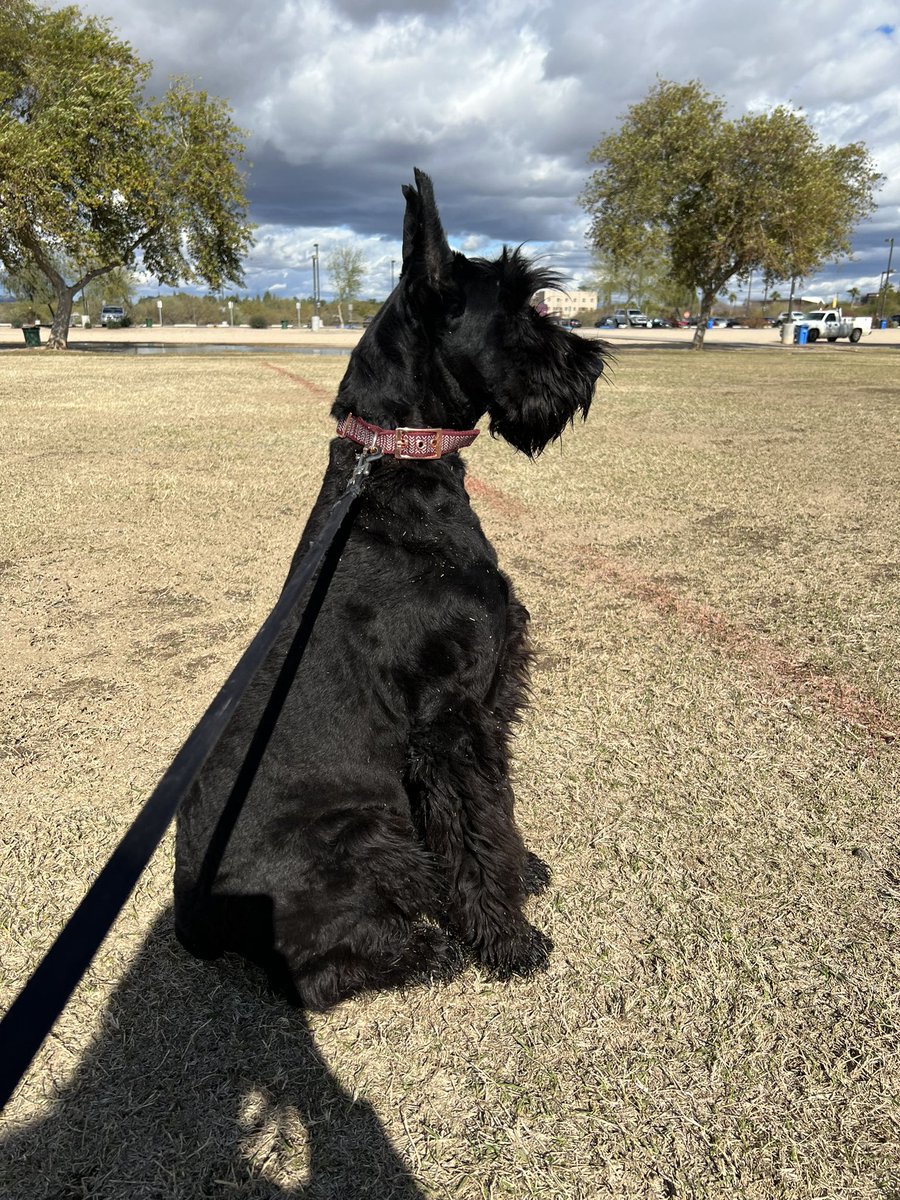 AzSchnauzers's tweet photo. Xena morning walk🐕‍🦺 https://t.co/gchSEdmR89