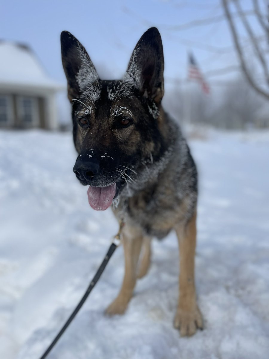 strand_brad's tweet image. Beautiful morning for a walk — I love the frosty Zoey look!