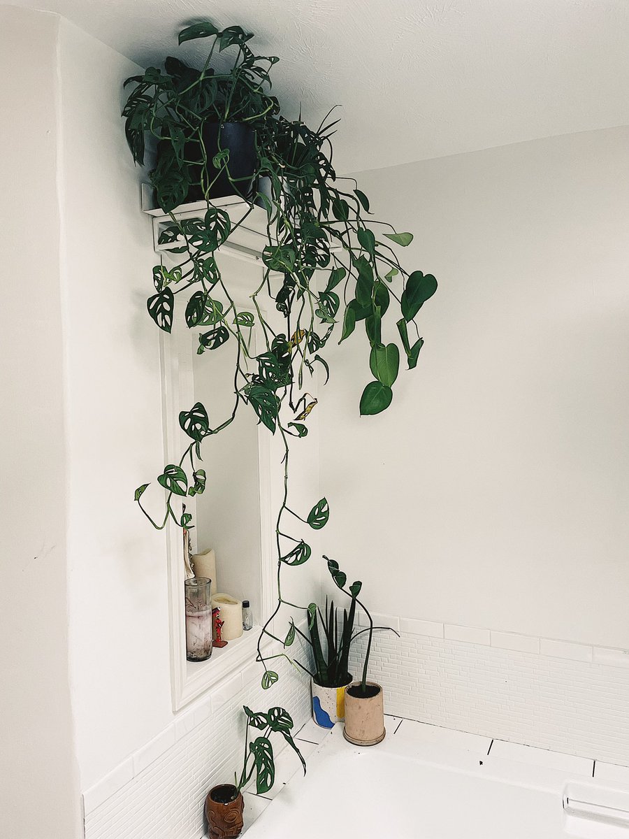 rlyupthere's tweet photo. Added a new plant shelf to the bathroom. Need to probably find some smaller plants though! #boneshome https://t.co/axmuLHgkTG
