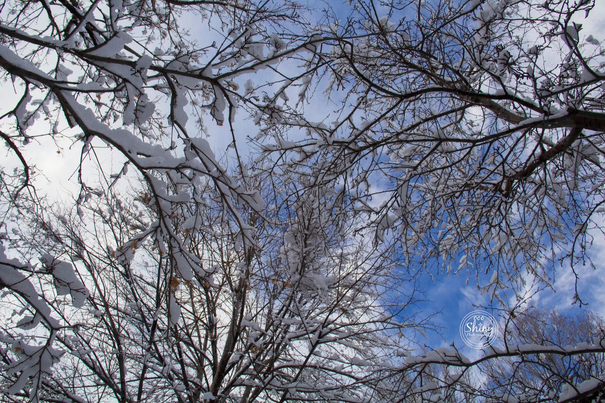 2/2

#oooShiny #oooShinyPhotography #oooShinyPhotos #Coloradophotography #snowphotography #treephotography #skyphotography #photooftheday #pictureoftheday #photographyoftheday #picoftheday #raw_alltrees #raw_skies #raw_allnature #tree_captures #sky_captures