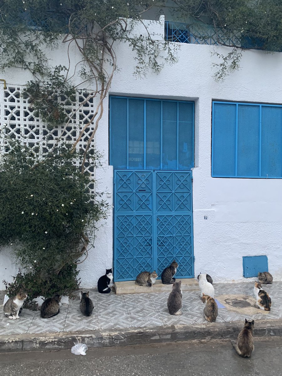 ZwitscherVolk's tweet image. What is behind this door? #Tunisie #Tunisia #Marsa #CatsOnTwitter