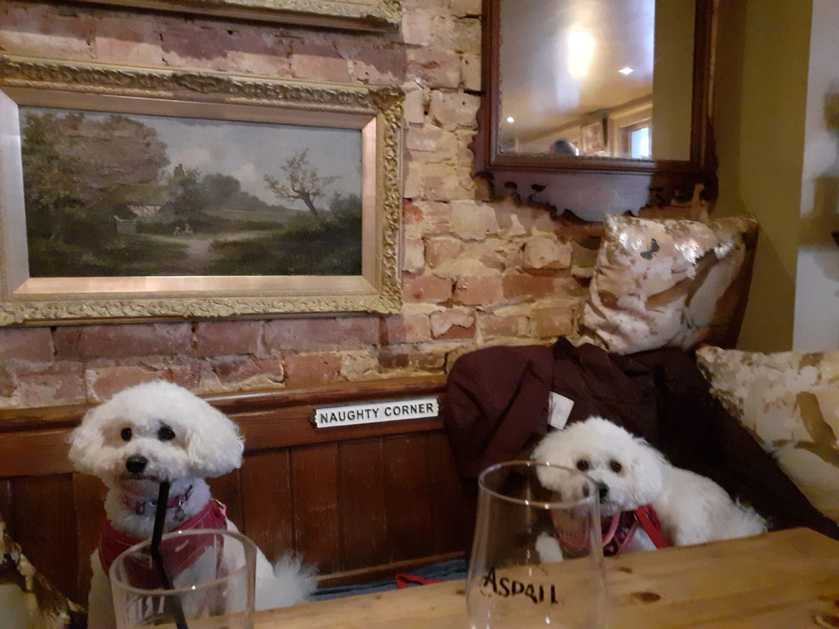 Hey pals it's our 8th birthday today so we've treated ourselves to a pub lunch. 🐩🐩🍛The beer's nice too 🍻
#bichon #poochon #birthdaygirl  #dogsoftwitter  #puppylove  #pub #lunch 🤣