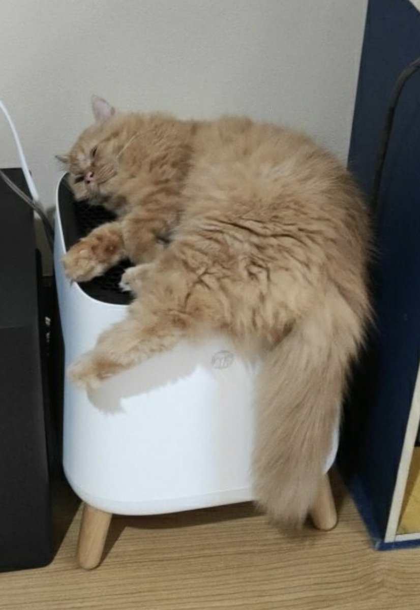 SmartAirFilters's tweet photo. @FollyGirlMaxine @MacdonerE @behade20 @amandalhu @Davos Cats seem to love the Sqair! 😅 #NotPosed https://t.co/Dqx9Up2VUb