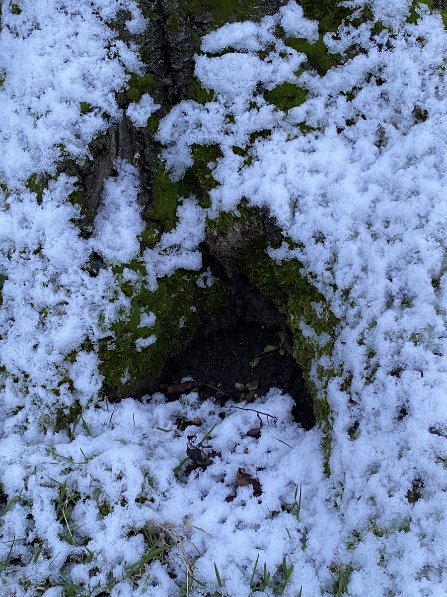funnyson30's tweet photo. #Winterimpressionen #Baum #Januar https://t.co/pkBuLBX3hl