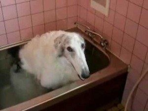 kulihrasek28's tweet image. IN REALITY I&apos;M 5&apos;4, STAND ON MY MONEY NOW I&apos;M 6&apos;6