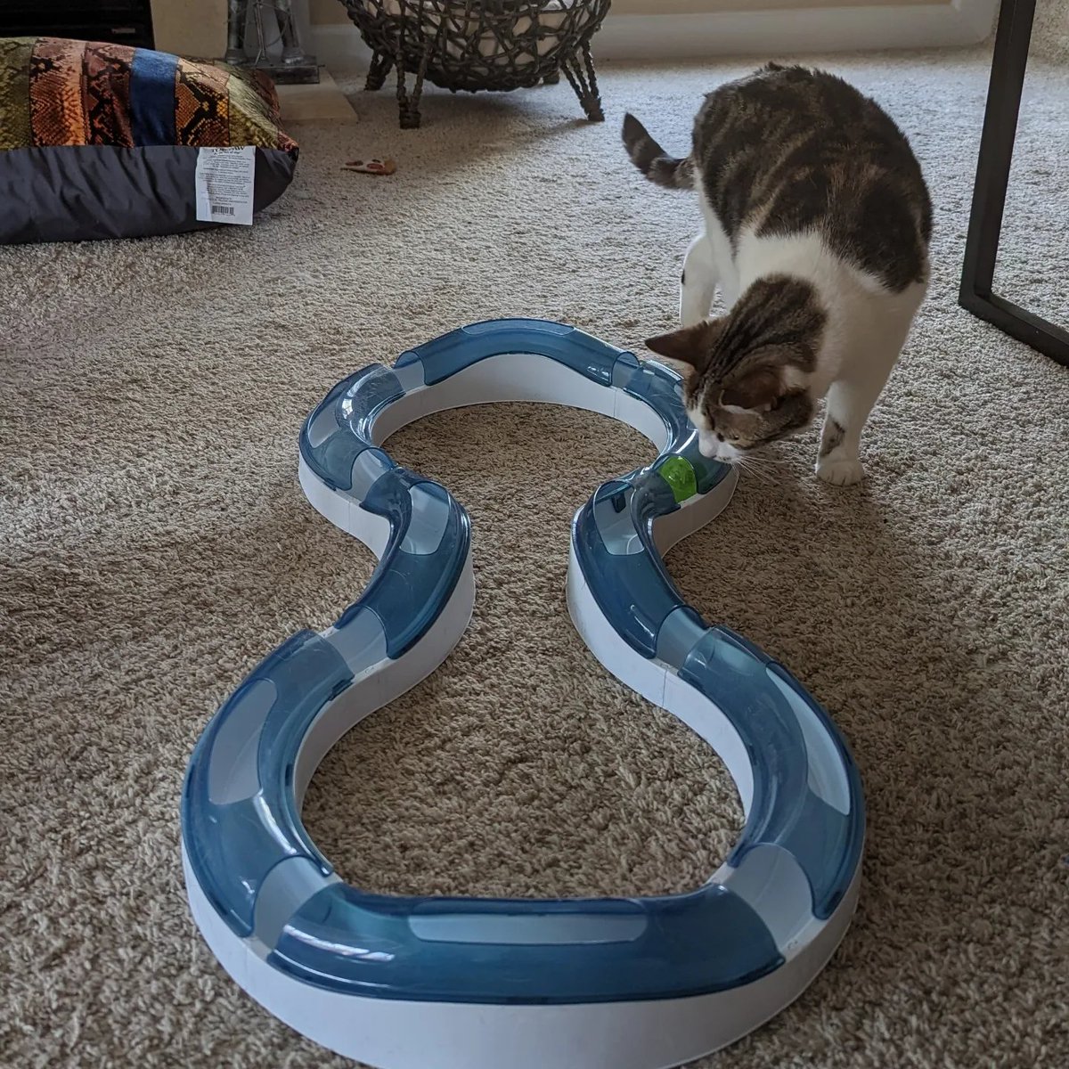 MsTakenAgain's tweet photo. Broke out a ball track that Aunty @dpbluec sent. DeVoe, Rell and Miss Belle (AKA the brain trust) are on the case!
#DeVoe #Rell #MissBelle #braintrust #balltrack #adoptdontshop #always #catsoftwitter #Caturday https://t.co/6sea5nL542