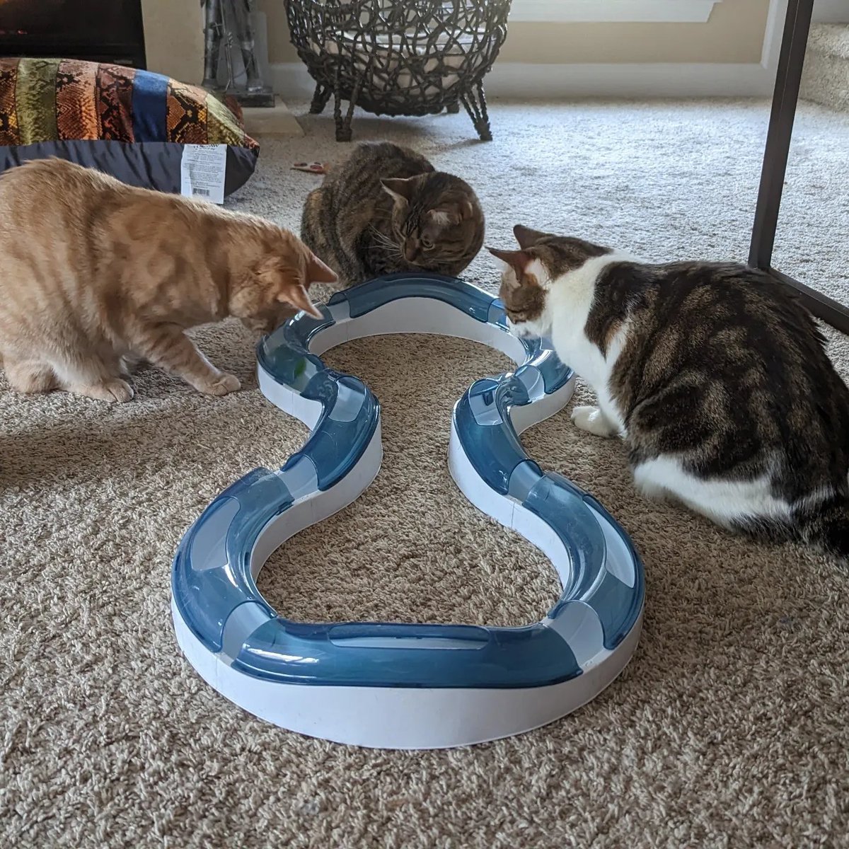 MsTakenAgain's tweet photo. Broke out a ball track that Aunty @dpbluec sent. DeVoe, Rell and Miss Belle (AKA the brain trust) are on the case!
#DeVoe #Rell #MissBelle #braintrust #balltrack #adoptdontshop #always #catsoftwitter #Caturday https://t.co/6sea5nL542