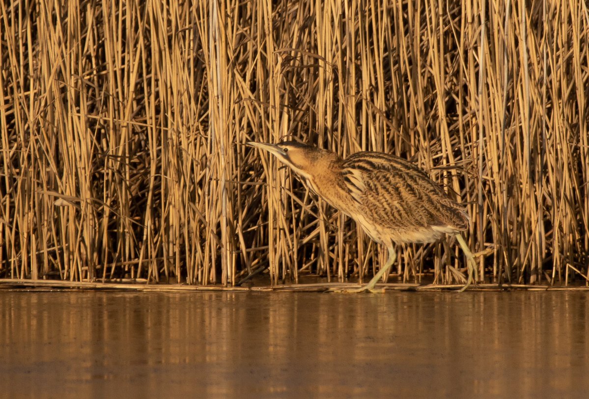 Bittern this afternoon at @RSPBSaltholme 
#birdphotography #wildlife #ukwildlife #wildlifephotography #canon7DMK2 #birdwatching #birds #NaturePhotography