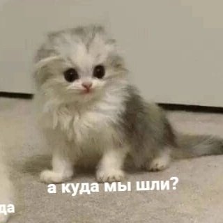 pickmeen's tweet photo. Это я и мои планы на жизнь: https://t.co/XSEbSqiB56