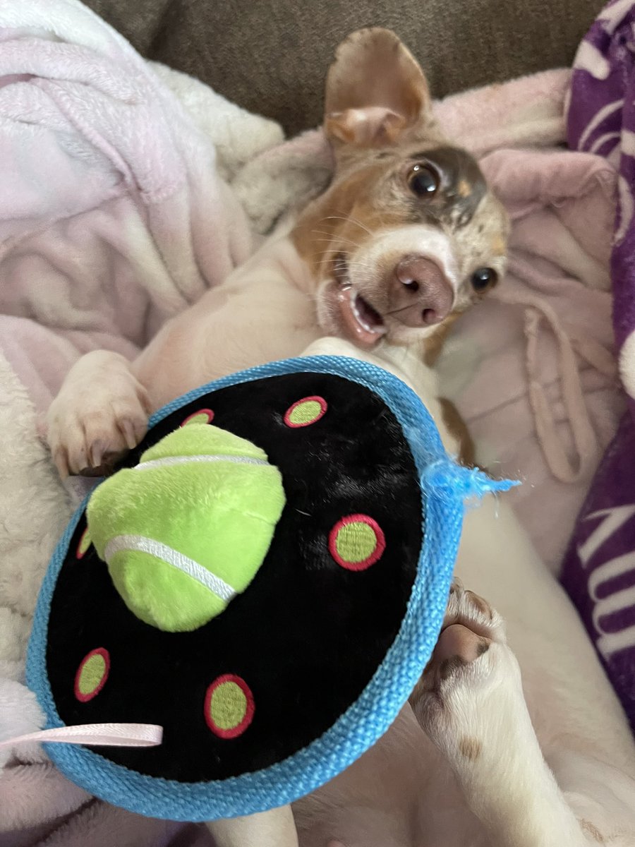 RosiePosie & DaisyMaisy (@rosieposieboops) on Twitter photo I got da spaceship ๐ pals! ๐ฒ Me and Rosie definitely need backup! They gonna take over da world! ๐ซฃ๐๐ฝ๐งโโ๏ธ๐พ๐๐ #ZSHQ #DogsOfTwitter I got da spaceship ๐ pals! ๐ฒ Me and Rosie definitely need backup! They gonna take over da world! ๐ซฃ๐๐ฝ๐งโโ๏ธ๐พ๐๐ #ZSHQ #DogsOfTwitter