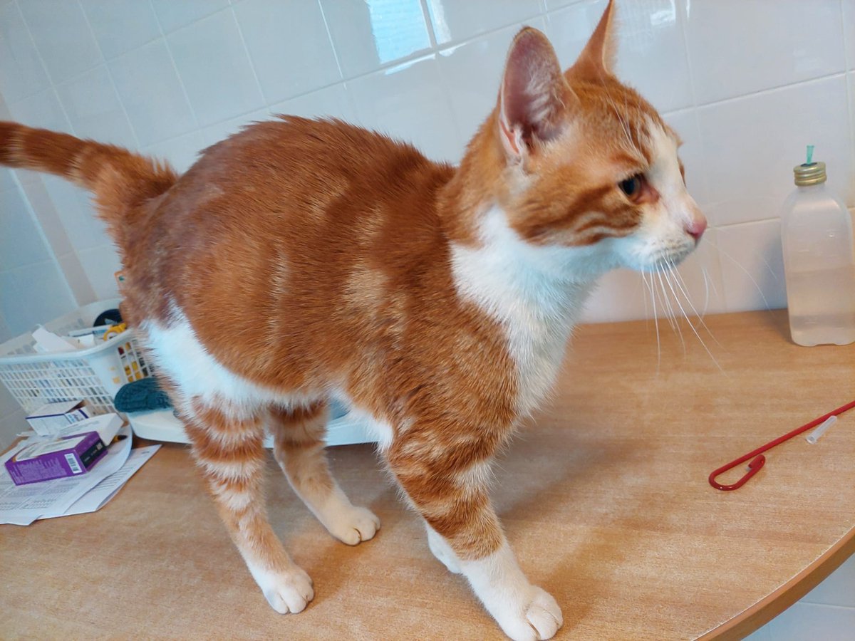 Gevonden kater, niet gecastreerd, geen chip gevonden. 
Aa-Landen #Zwolle
Door de vinder bij een dierenarts gebracht.