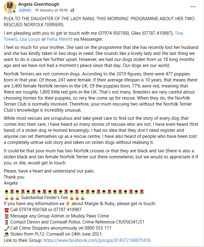 FindMargieruby's tweet image. PLEA to the daughter of the lady who rang &apos;This Morning&apos; Programme about her Two Rescued Norfolk Terriers. 🙏🙏 Get in touch.

I have spoken to This Morning several times and they are doing everything that they can to help.

#StolenMargieandRuby
#Cornwall 
#dogsarelove