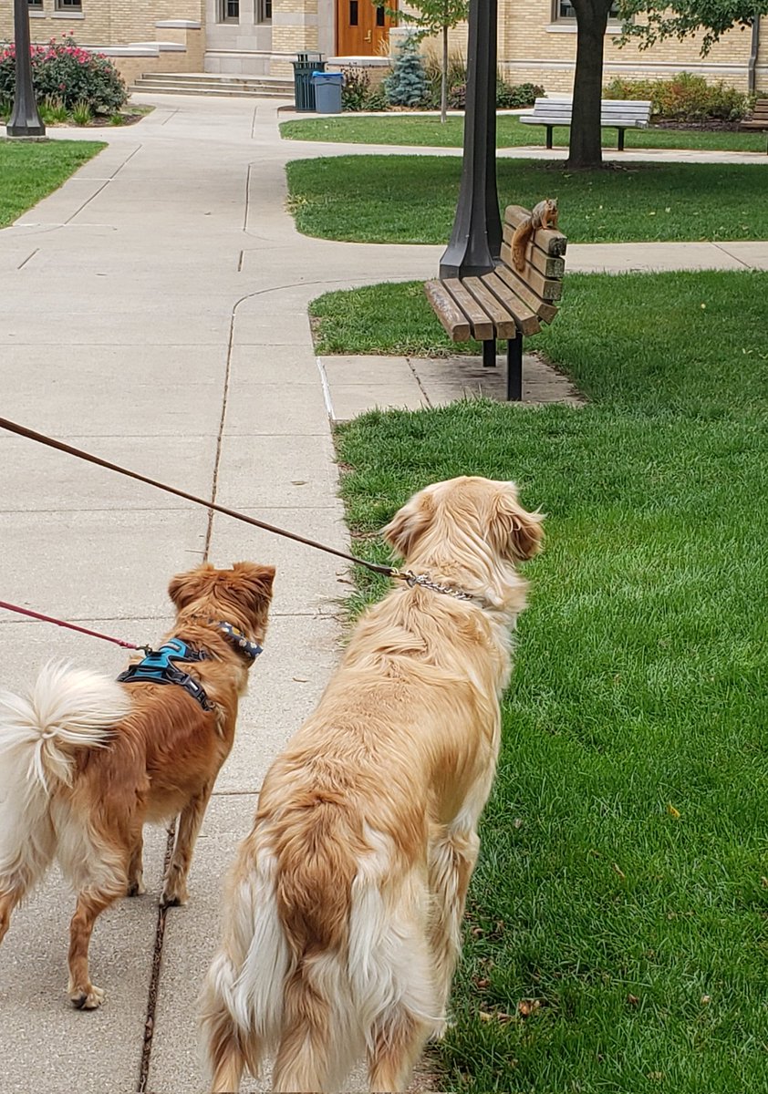 DebbieConway17's tweet photo. @FightingIrish @NotreDame Our dogs loved how brave the campus squirrels are compared to the ones they usually encounter. This one stared them down. #NDsquirrels https://t.co/Ws1SGxvulk