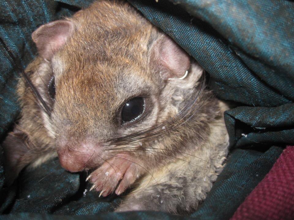 For squirrel appreciation day, I’ll share the Humboldt flying squirrel (Glaucomys oregonensis) caught in 2011 at @HJA_Live as part of a spotted owl prey-base study. They were still classified as Northern at the time. They were separated in 2017 by Arbogast et al.