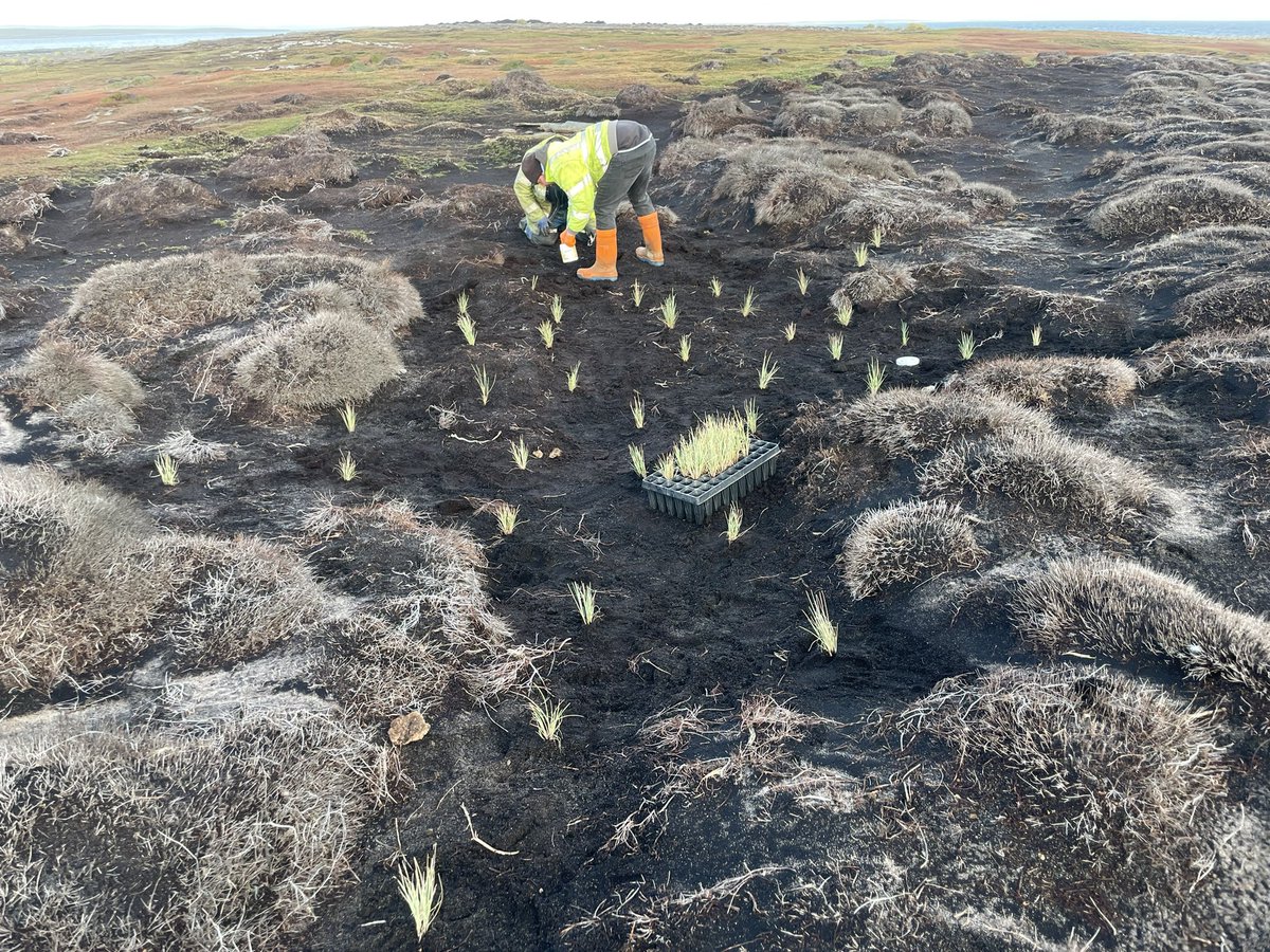 justin_westside's tweet photo. Blue grass going well in the #peat #land #nativegrasses https://t.co/3UCVjpyD2m