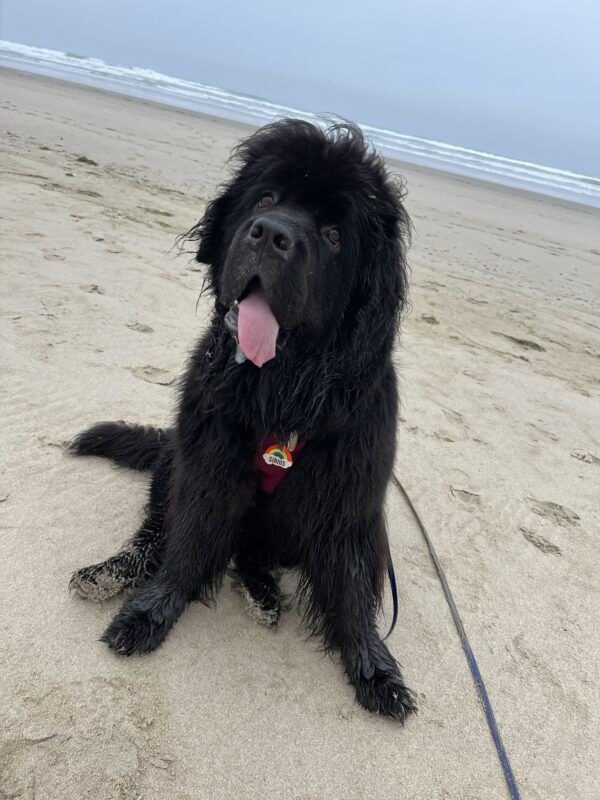 dogsbuzzcom's tweet image. How to Teach a Dog to Stay via bit.ly/3WnyTzf