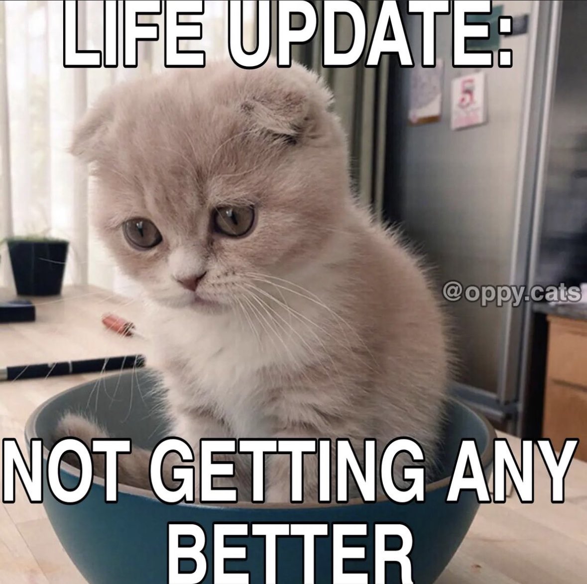 literallymecats's tweet photo. https://t.co/Bw4wTXeha8