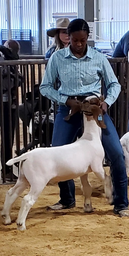 DoltonAlexis's tweet photo. #showseason #stockshows #srszn https://t.co/E5lUvhwztn