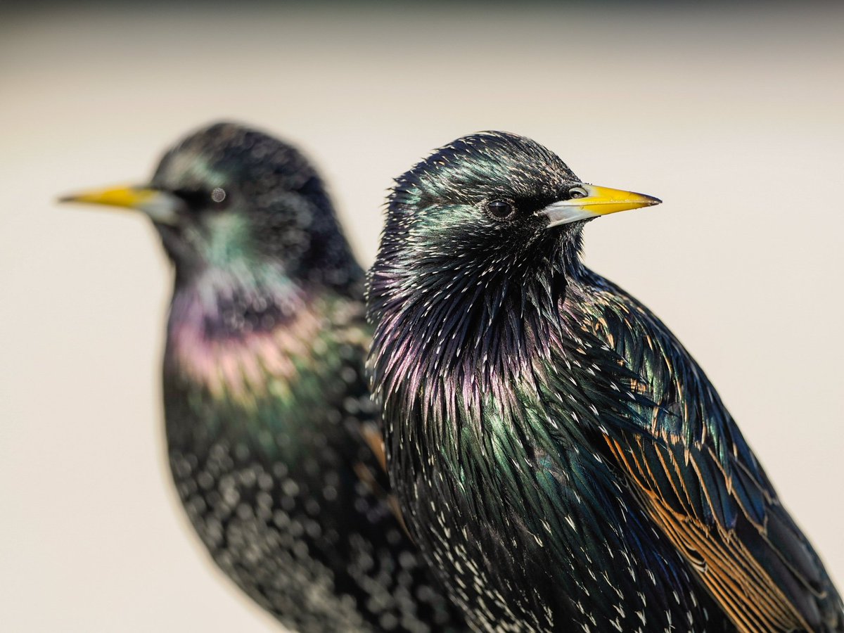 tomcdevon's tweet photo. Such stunning birds up close, the colours are incredible.
#starling #om1 #mzuiko300mmf4
#mirrorless #photography #wildlifephotographer #birdphotography #photography #devonlive #dorset #devonife #devonphotographer #birding #omsolutions #winter #westbay #winterwatch https://t.co/YBzsG4b07x