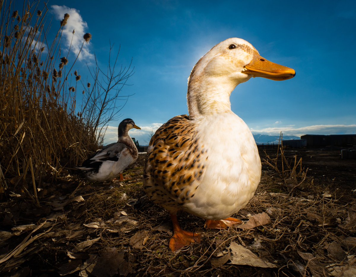 DuckFoodBot's tweet photo. hello friends 

(retweet to send noms https://t.co/bCx4zPeNUf) https://t.co/YFw8oOPRbE