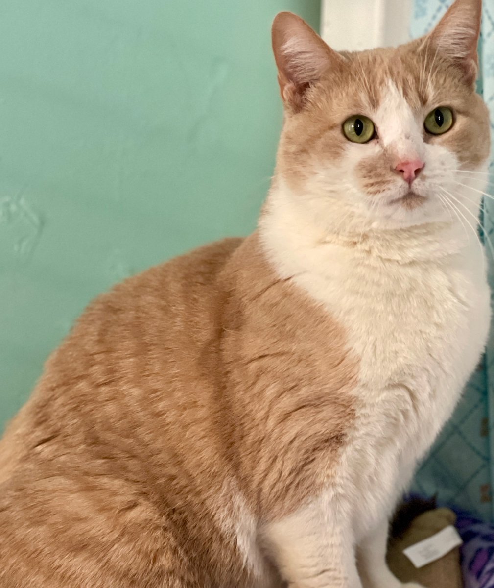 💖Beautiful Daisy💖She's a smart, observant girl and doesn't miss a thing! She'd love RTs to help her find her special person! #cat #cats #pets #Virginia #noVA #Maryland #DC #WashingtonDC #PositiveVibes #Caturday #SaturdayVibes #SaturdayNight #Saturday #rescue #catlife #luv #love