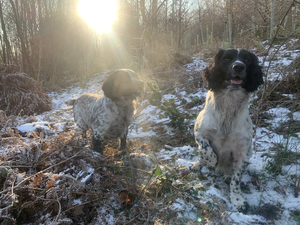 mark_rowbottom's tweet image. Last beating day, pretty fresh out, 2 beaters day left 🐾💥