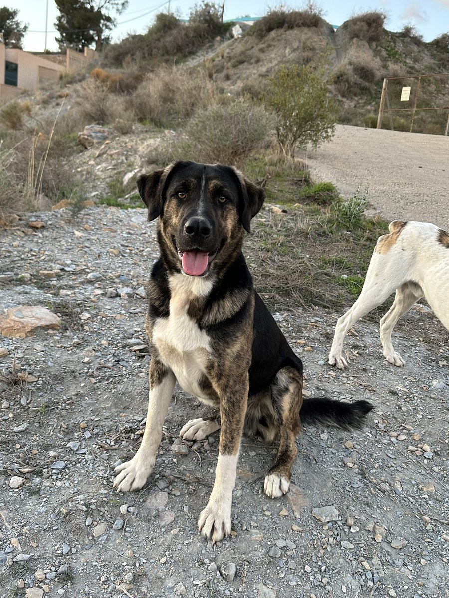 rikanipaa's tweet photo. Estos perritos buscan ‼️ADOPCIÓN‼️, se encuentran en la calle y corren peligro, parece que han sido abandonados.

Están en GRANADA, pido difusión por favor 🙏. Al principio desconfían pero luego son un amor y son sociables con otros perros. https://t.co/siwKaZoCpd
